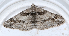 Cleora cinctaria