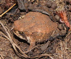 Breviceps mossambicus