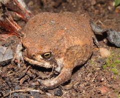 Breviceps mossambicus