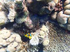 Amphiprion bicinctus