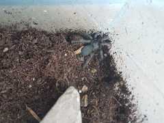 Chaetopelma olivaceum