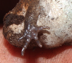 Breviceps mossambicus