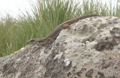 Pseudocordylus melanotus