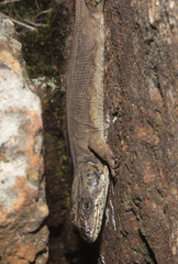 Pseudocordylus melanotus