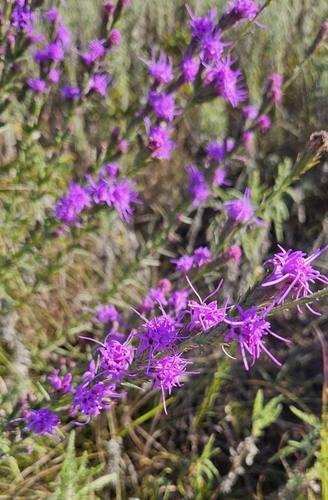 Liatris bracteata, photograph 1