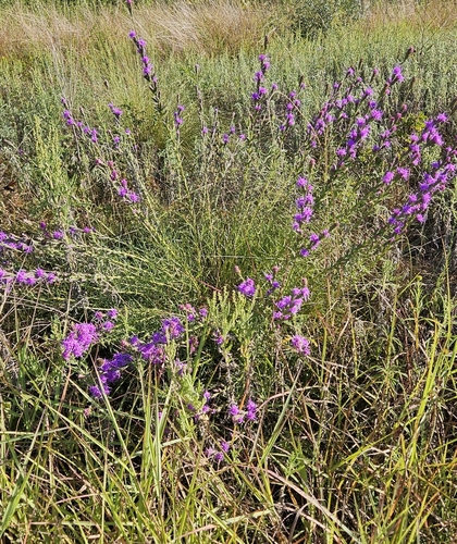 Liatris bracteata, photograph 2