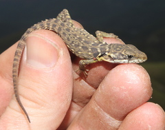 Pseudocordylus melanotus