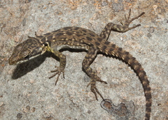 Pseudocordylus melanotus