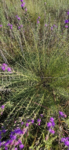 Liatris bracteata, photograph 3