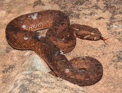 Mountain Adder photo 4