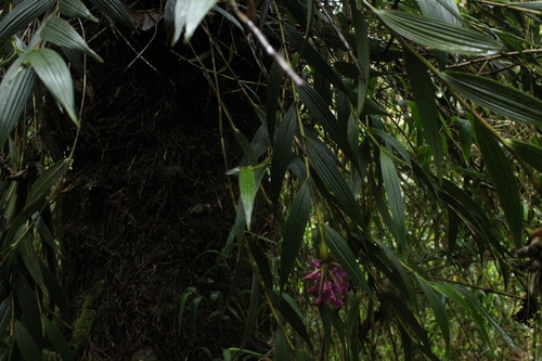 Image of Elleanthus maculatus by (c) Andrés Ramírez-Barrera, some rights reserved (CC BY)