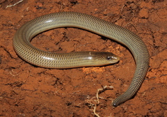 White-Throated Legless Skink photo 2