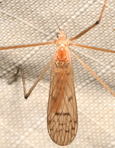 Unknown species found near Sessions Woods Wildlife Management, 341 Milford St, Burlington, CT 06013, USA