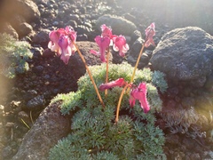 Dicentra peregrina