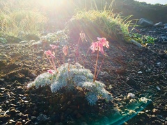 Dicentra peregrina
