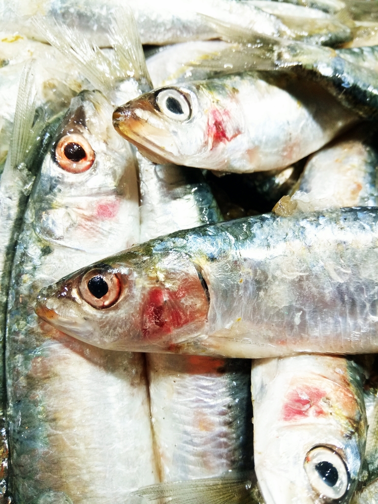 Sardalya (Sardina pilchardus)