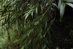 Elleanthus maculatus