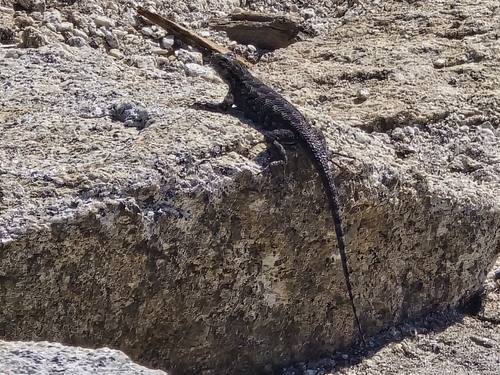 iNaturalist observation photo of Common Sagebrush Lizard