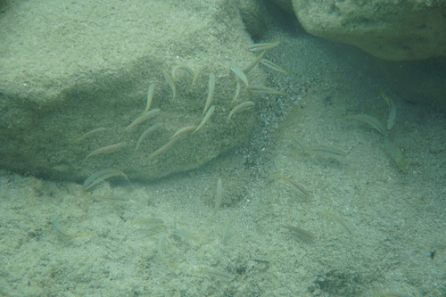 Parupeneus forsskali