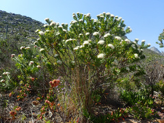 Leucospermum bolusii