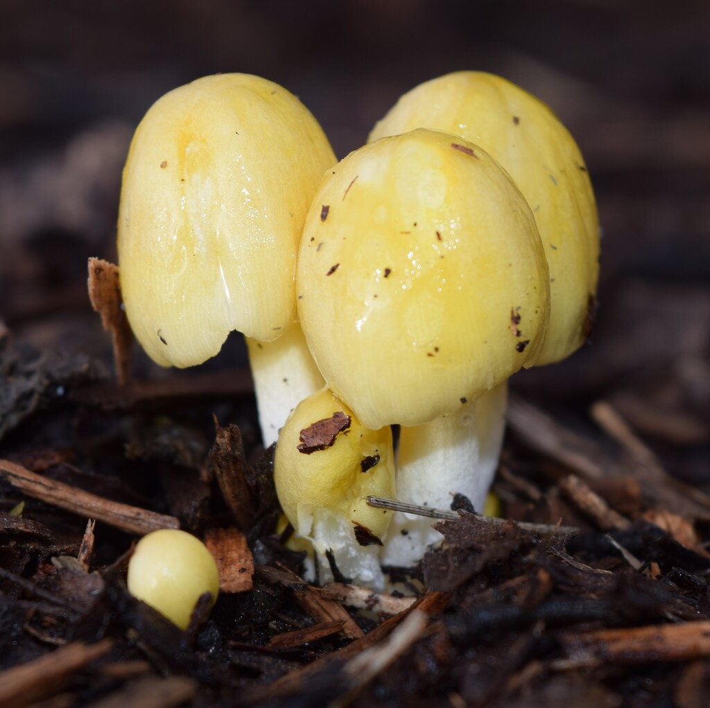 Bolbitius titubans · October 2025 · photo: © davidwhyte (iNaturalist, cc-by-sa)