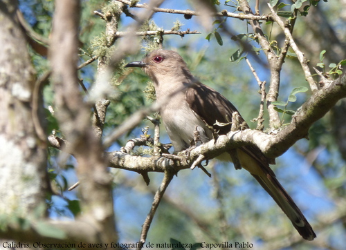 Ash-colored Cuckoo (Coccycua cinerea), photo 10