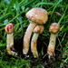 Agaricus Sect. Sanguinolenti - Photo (c) Alan Rockefeller, some rights reserved (CC BY), uploaded by Alan Rockefeller