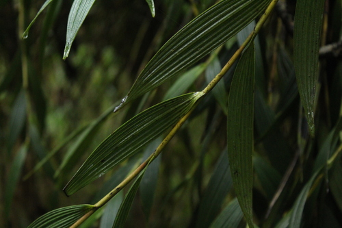 Image of Elleanthus maculatus by (c) Andrés Ramírez-Barrera, some rights reserved (CC BY)