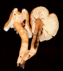 Neohygrocybe