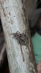 Sumampattus quinqueradiatus