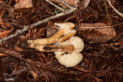 Neohygrocybe