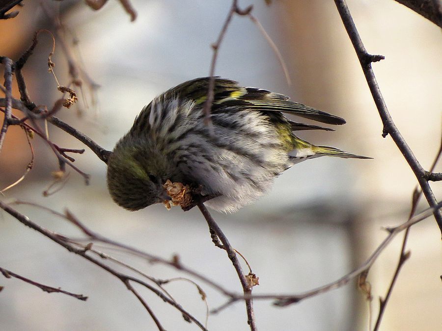 Eurasian Siskin from Кировский р-н, Новосибирск, Новосибирская обл ...