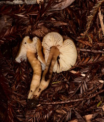 Neohygrocybe
