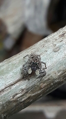 Sumampattus quinqueradiatus