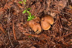 Neohygrocybe
