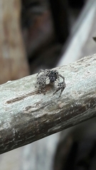 Sumampattus quinqueradiatus