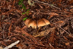 Neohygrocybe