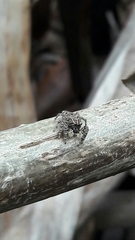 Sumampattus quinqueradiatus