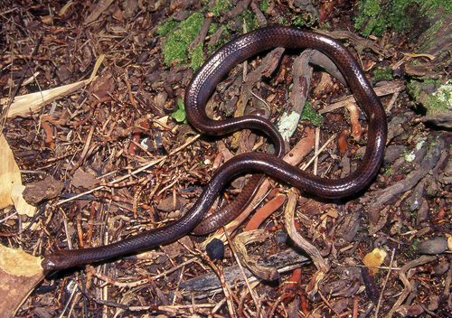 Photo of a Crocker's Sea Snake (Laticauda crockeri)