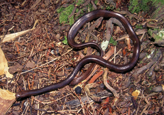 Crocker's Sea Snake photo 3