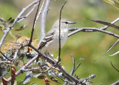 Muscigralla brevicauda