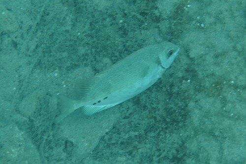 Siganus luridus