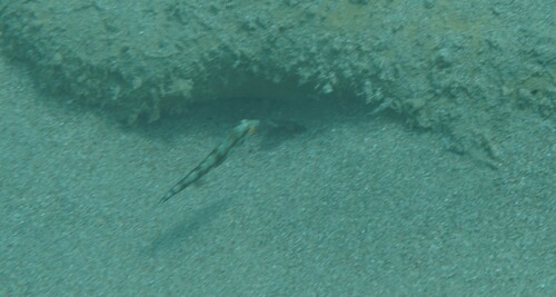 Xyrichtys novacula