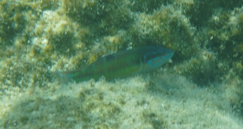 Thalassoma pavo
