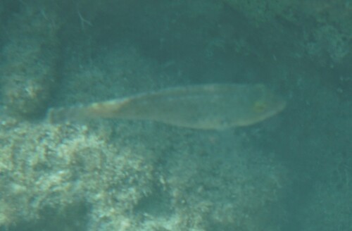 Sparisoma cretense