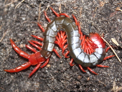 Cormocephalus nitidus