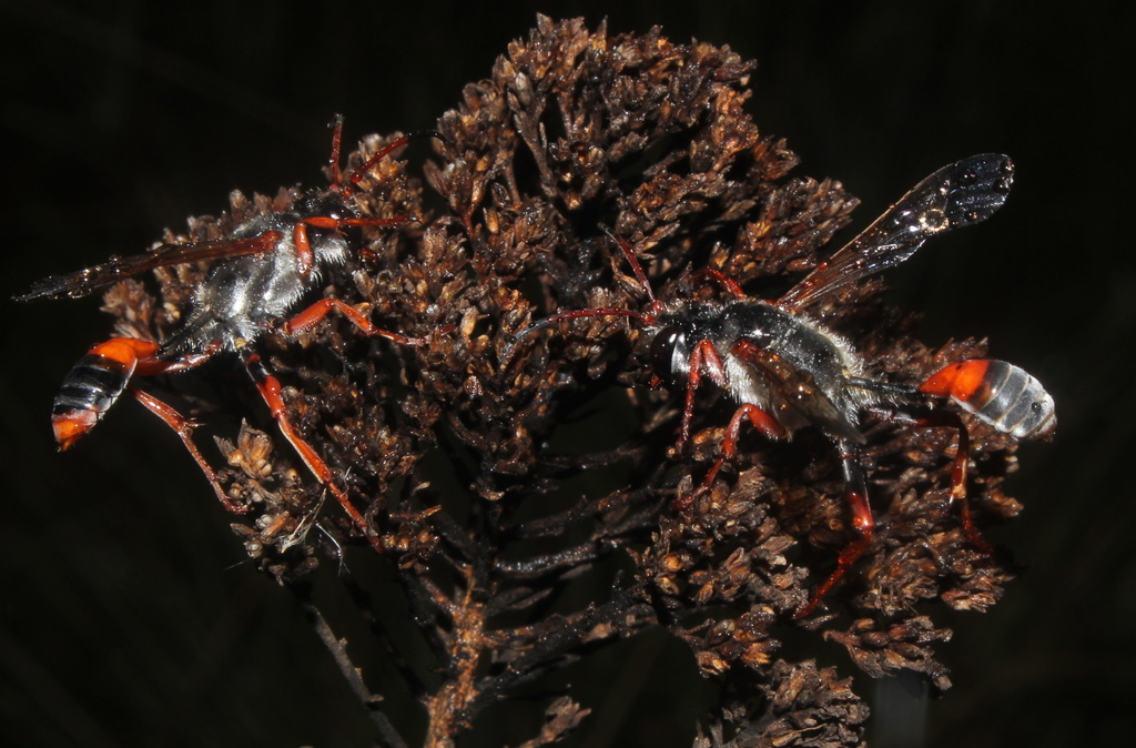 Isodontia simoni