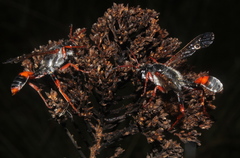 Isodontia simoni