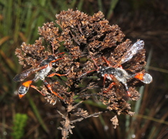 Isodontia simoni