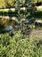 Symphyotrichum graminifolium